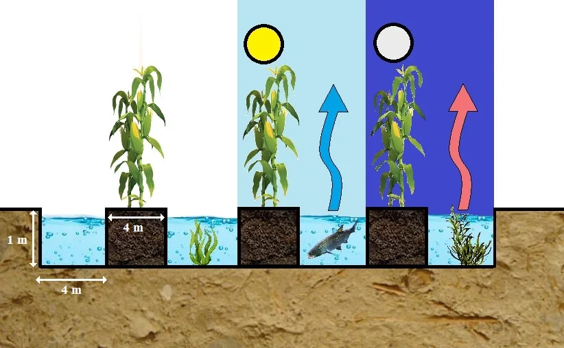 A schematic illustration of Waru Waru cultivation
- with possible sizes
- in the daytime the water in the gutter cools the microclimate
- at night the water gives off heat