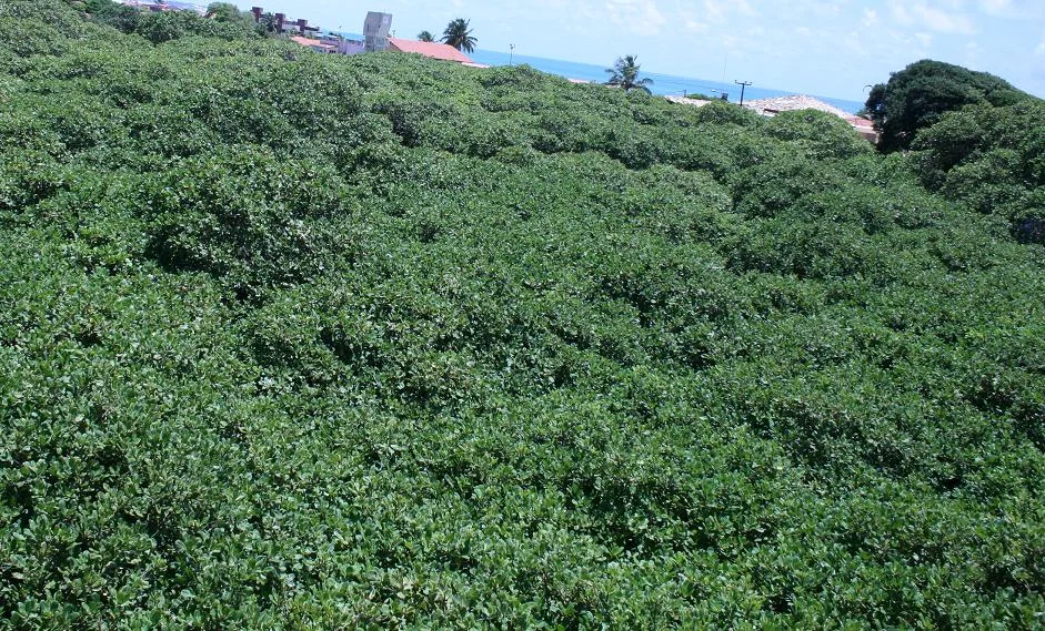 View of the world's largest cashew tree in Parnamirim, Rio Grande do Norte, Brazil.