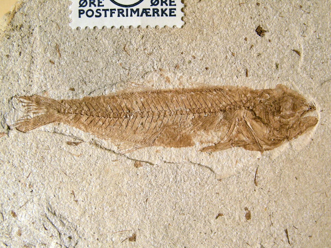 Percomorph teleost fish from the Eocene Fur Formation on Fur (island), Denmark.