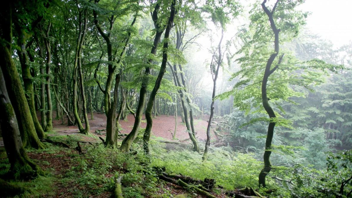 Fra Rold Skov. Der ønskes en optælling i Danmark over hvor der er flest træer pr. kvadrat meter. Nogle gætter på Rold Skov og Rebild Bakker, men ingen ved det med sikkerhed.